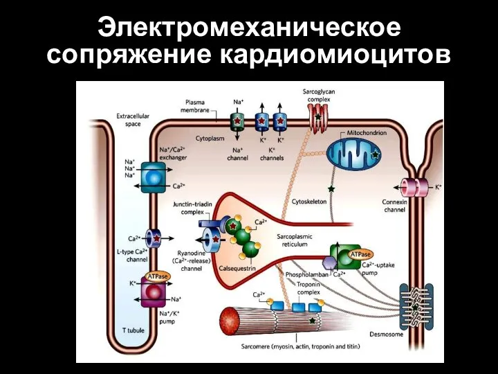 Электромеханическое сопряжение кардиомиоцитов