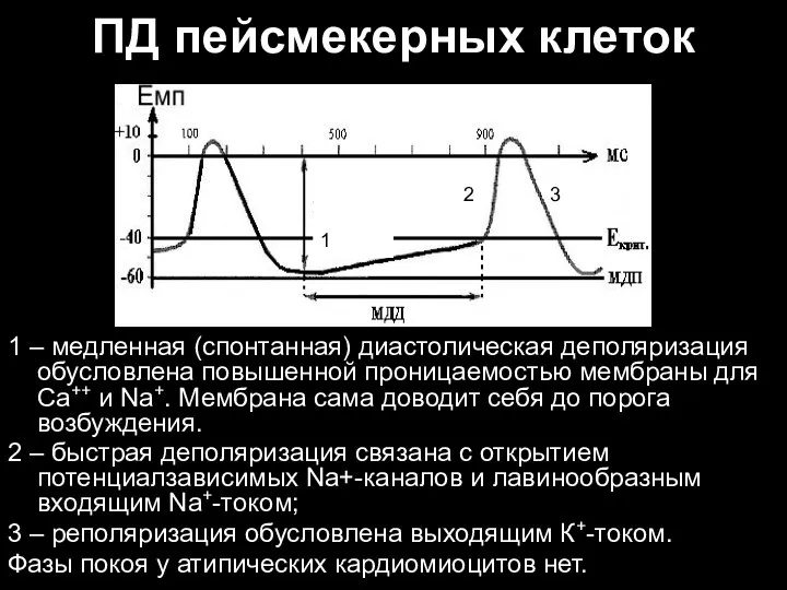 ПД пейсмекерных клеток 1 – медленная (спонтанная) диастолическая деполяризация обусловлена повышенной