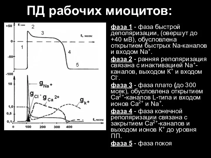 ПД рабочих миоцитов: фаза 1 - фаза быстрой деполяризации, (овершут до