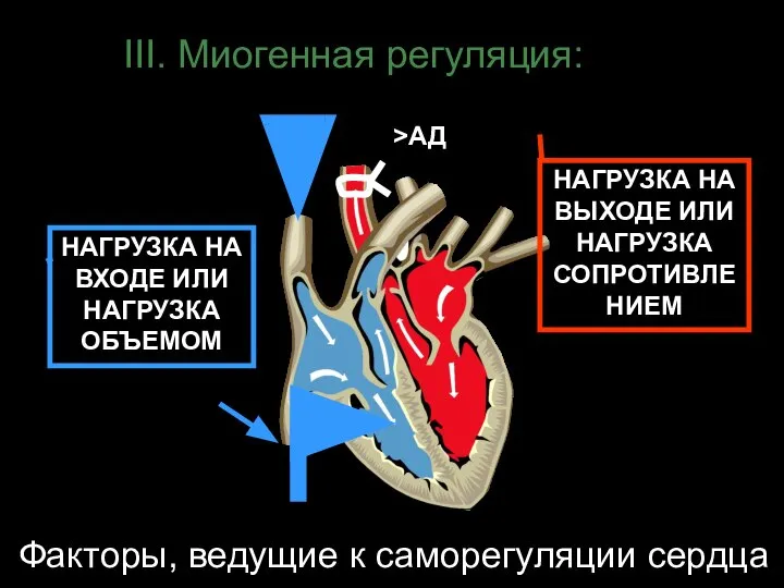 III. Миогенная регуляция: НАГРУЗКА НА ВХОДЕ ИЛИ НАГРУЗКА ОБЪЕМОМ >АД НАГРУЗКА