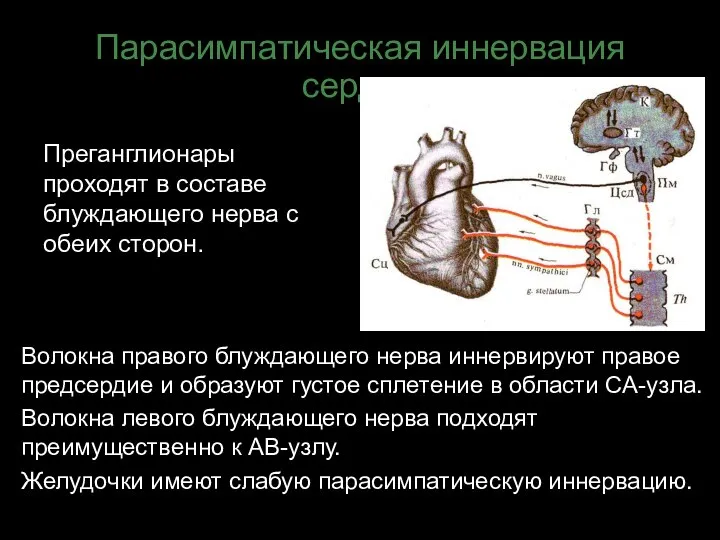 Парасимпатическая иннервация сердца Преганглионары проходят в составе блуждающего нерва с обеих