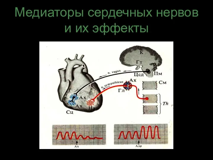 Медиаторы сердечных нервов и их эффекты