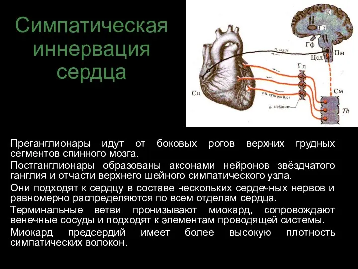 Симпатическая иннервация сердца Преганглионары идут от боковых рогов верхних грудных сегментов