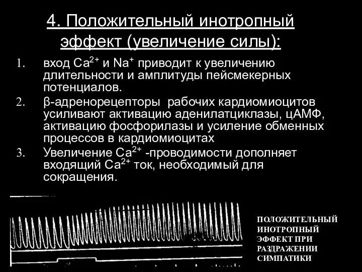 4. Положительный инотропный эффект (увеличение силы): вход Са2+ и Nа+ приводит