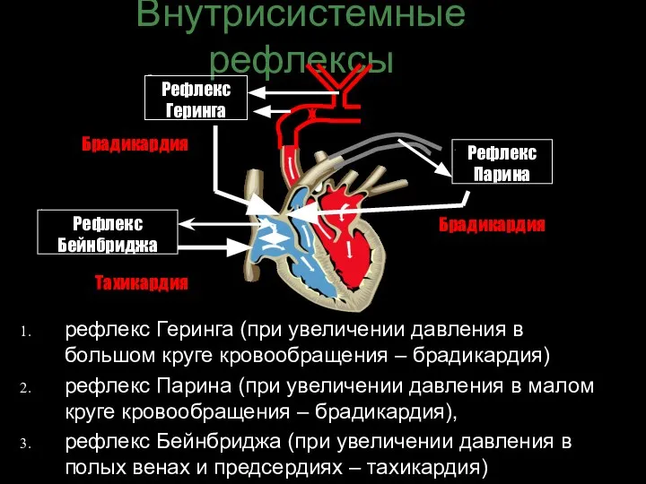 Внутрисистемные рефлексы рефлекс Геринга (при увеличении давления в большом круге кровообращения