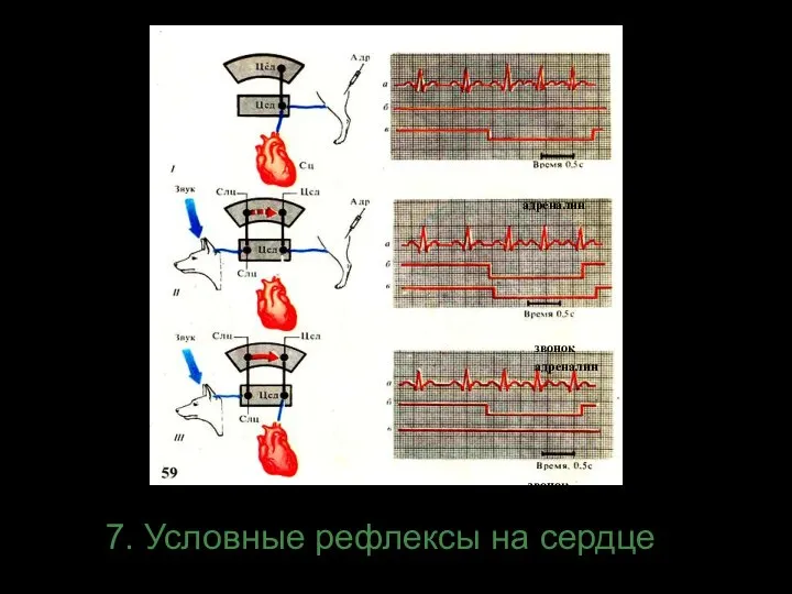 7. Условные рефлексы на сердце адреналин звонок адреналин звонок