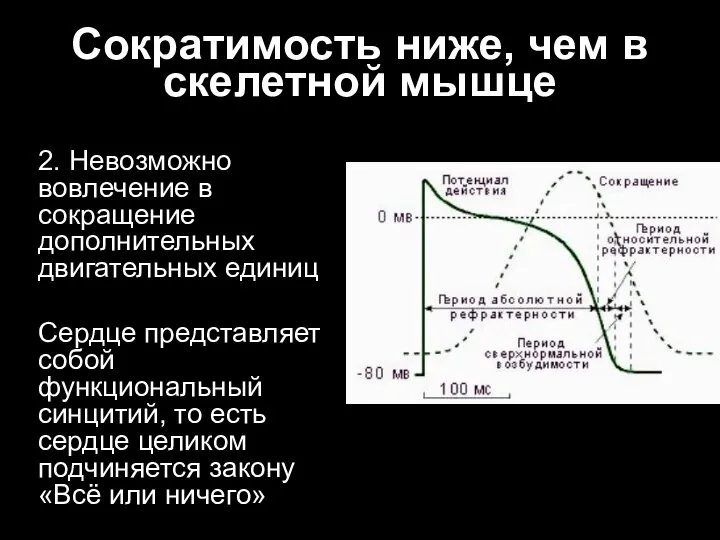 Сократимость ниже, чем в скелетной мышце 2. Невозможно вовлечение в сокращение