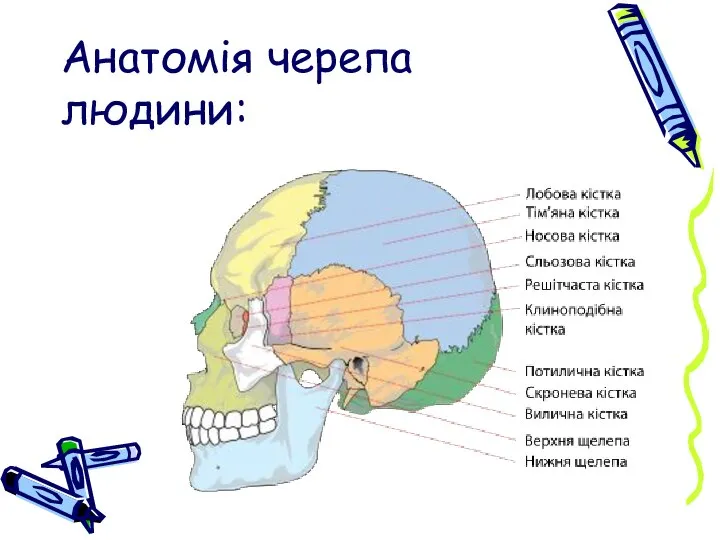 Анатомія черепа людини: