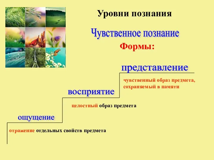 Уровни познания восприятие представление ощущение Чувственное познание отражение отдельных свойств предмета