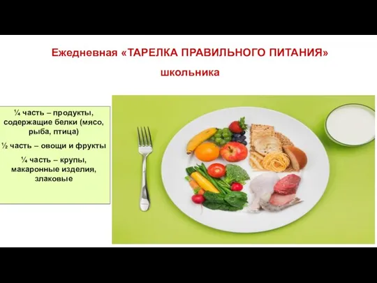 Ежедневная «ТАРЕЛКА ПРАВИЛЬНОГО ПИТАНИЯ» школьника ¼ часть – продукты, содержащие белки