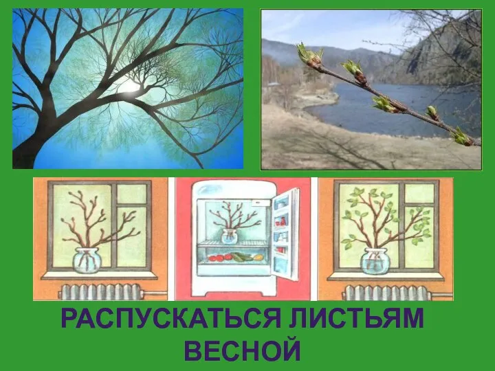 РАСПУСКАТЬСЯ ЛИСТЬЯМ ВЕСНОЙ ПОМОГАЮТ ТЕПЛО И ВОДА