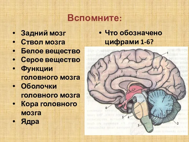 Вспомните: Что обозначено цифрами 1-6? Задний мозг Ствол мозга Белое вещество