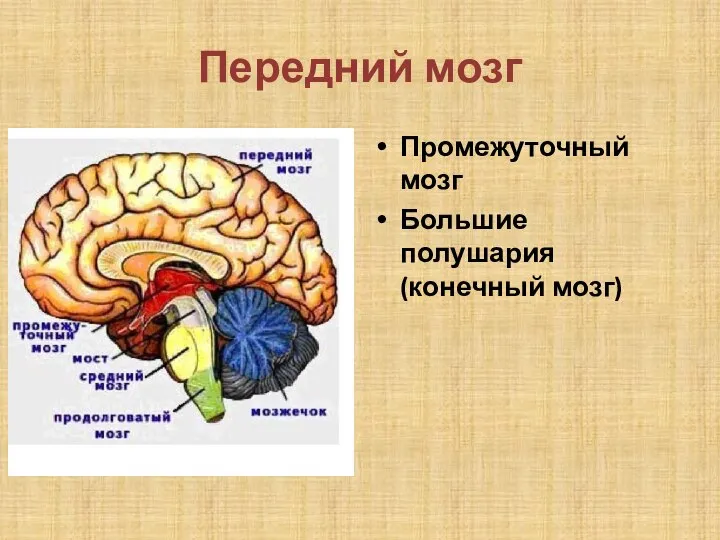 Передний мозг Промежуточный мозг Большие полушария (конечный мозг)