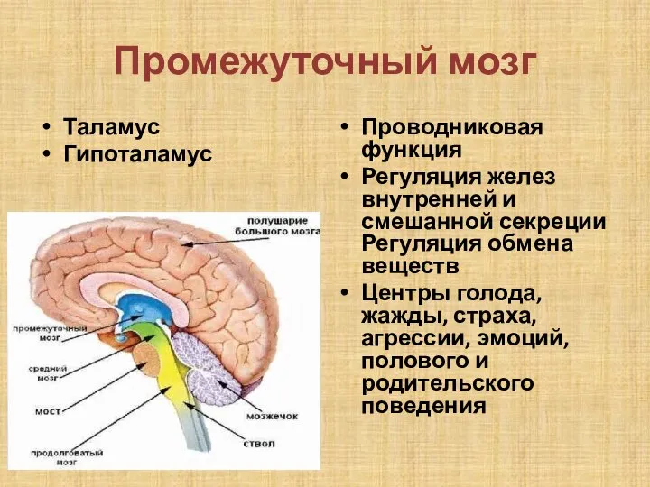 Промежуточный мозг Таламус Гипоталамус Проводниковая функция Регуляция желез внутренней и смешанной