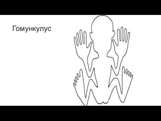 Гомункулус