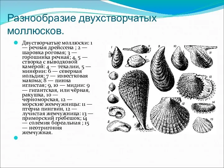 Разнообразие двухстворчатых моллюсков. Двустворчатые моллюски: 1 — речная дрейссена ; 2