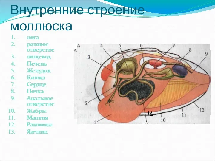 Внутренние строение моллюска нога ротовое отверстие пищевод Печень Желудок Кишка Сердце