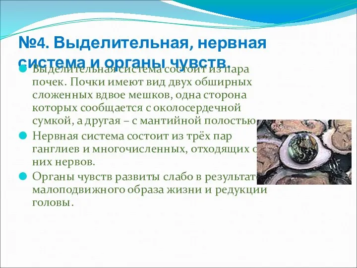 №4. Выделительная, нервная система и органы чувств. Выделительная система состоит из