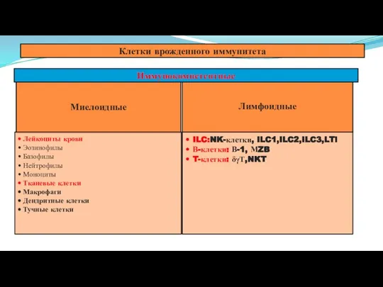 Иммунокомпетентные Клетки врожденного иммунитета