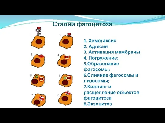 Стадии фагоцитоза 1. Хемотаксис 2. Адгезия 3. Активация мембраны 4. Погружение;