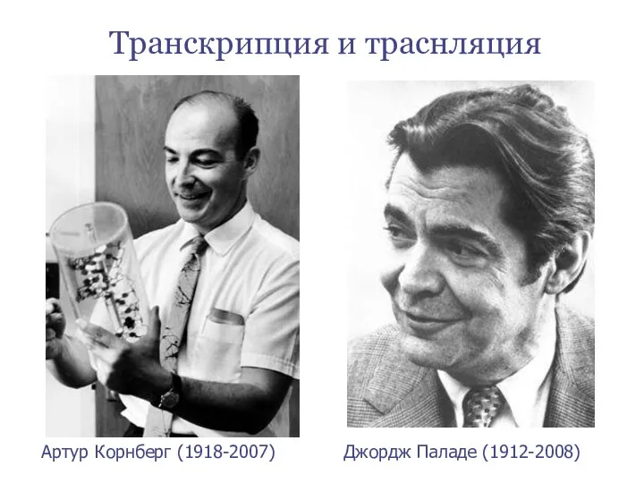 Транскрипция и траснляция Джордж Паладе (1912-2008) Артур Корнберг (1918-2007)