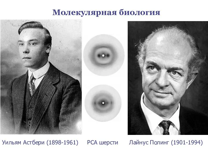 Уильям Астбери (1898-1961) РСА шерсти Лайнус Полинг (1901-1994) Молекулярная биология