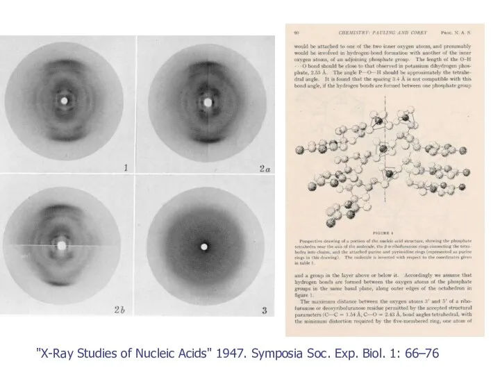 "X-Ray Studies of Nucleic Acids" 1947. Symposia Soc. Exp. Biol. 1: 66–76