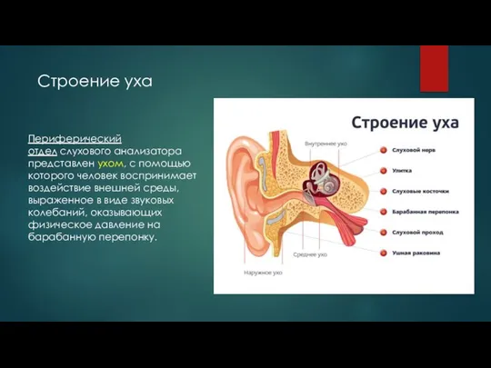 Периферический отдел слухового анализатора представлен ухом, с помощью которого человек воспринимает