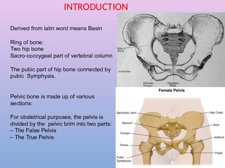 Derived from latin word means Basin Ring of bone: Two hip