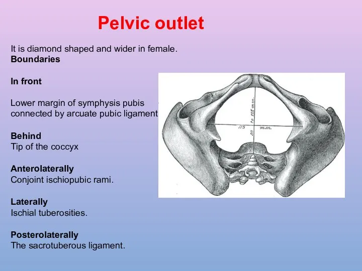 . Pelvic outlet It is diamond shaped and wider in female.