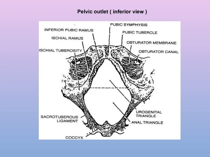 Pelvic outlet ( inferior view )