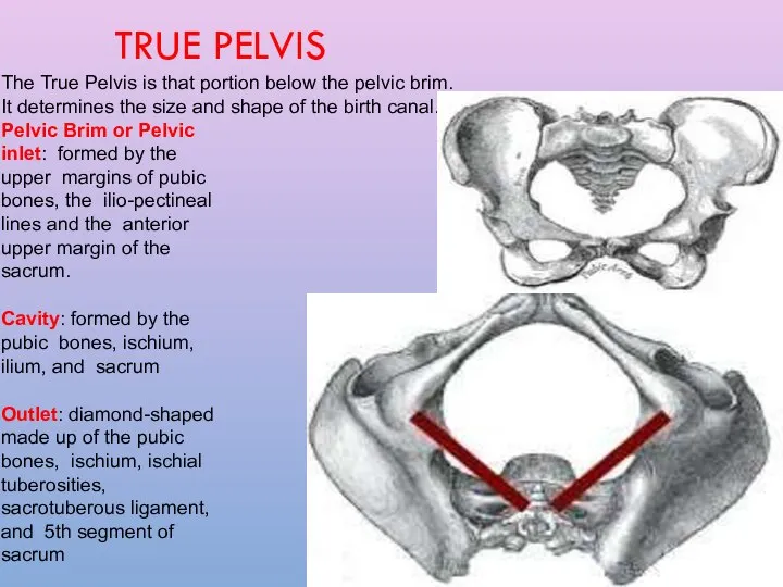 The True Pelvis is that portion below the pelvic brim. It