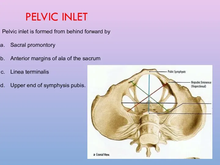 PELVIC INLET Pelvic inlet is formed from behind forward by Sacral