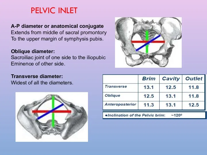 A-P diameter or anatomical conjugate Extends from middle of sacral promontory