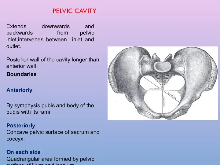 PELVIC CAVITY Extends downwards and backwards from pelvic inlet,intervenes between inlet