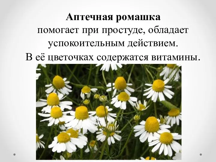 Аптечная ромашка помогает при простуде, обладает успокоительным действием. В её цветочках содержатся витамины.