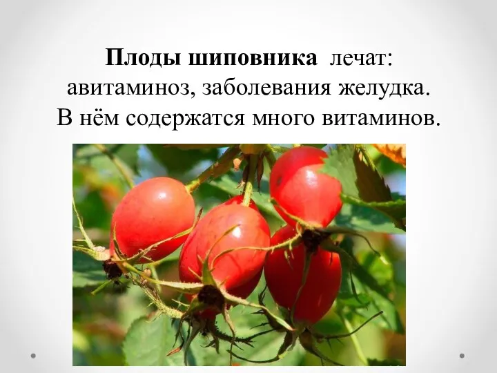 Плоды шиповника лечат: авитаминоз, заболевания желудка. В нём содержатся много витаминов.