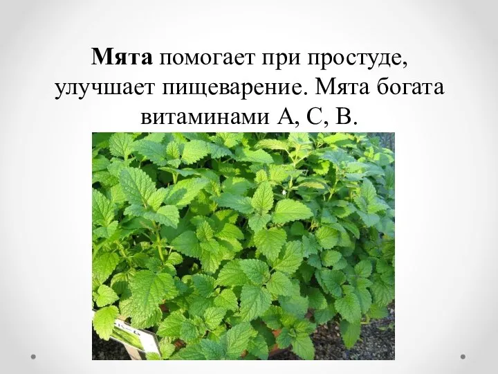 Мята помогает при простуде, улучшает пищеварение. Мята богата витаминами А, С, В.