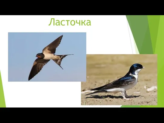 Ласточка