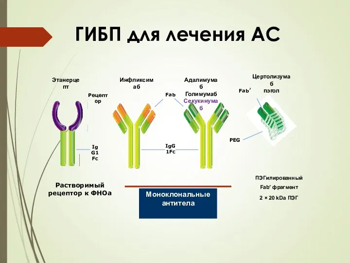 ГИБП для лечения АС Моноклональные антитела
