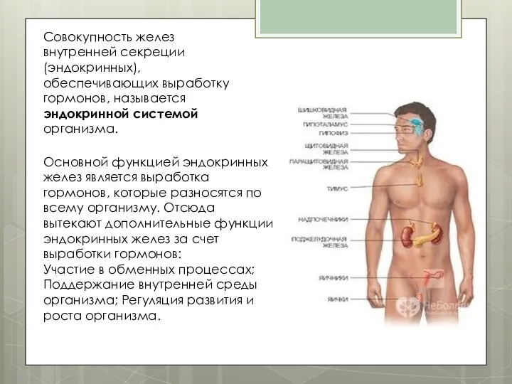 Совокупность желез внутренней секреции (эндокринных), обеспечивающих выработку гормонов, называется эндокринной системой