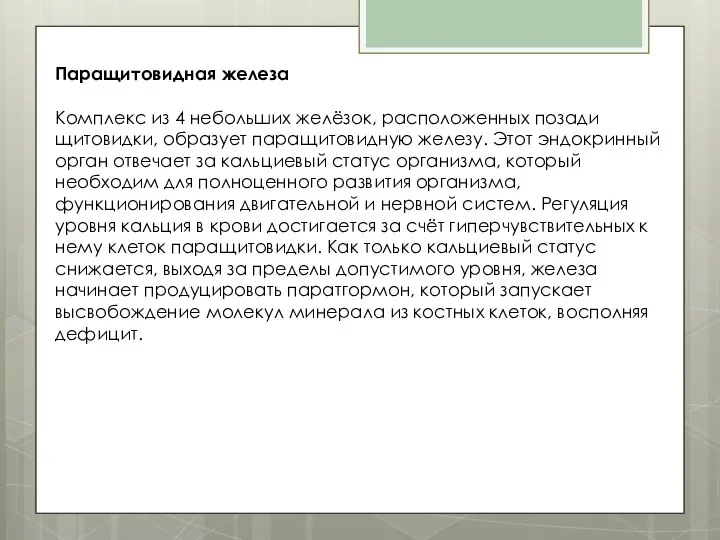 Паращитовидная железа Комплекс из 4 небольших желёзок, расположенных позади щитовидки, образует