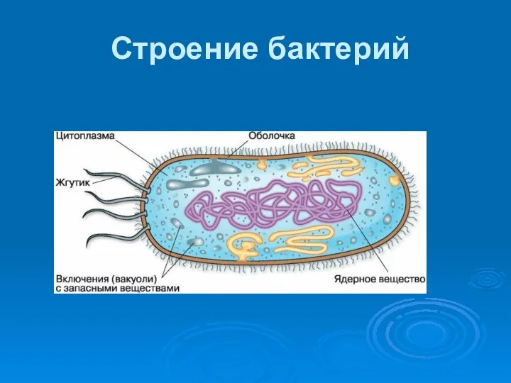 Строение бактерий