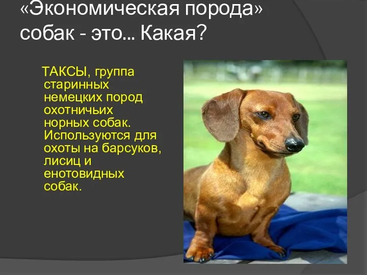 «Экономическая порода» собак - это... Какая? ТАКСЫ, группа старинных немецких пород