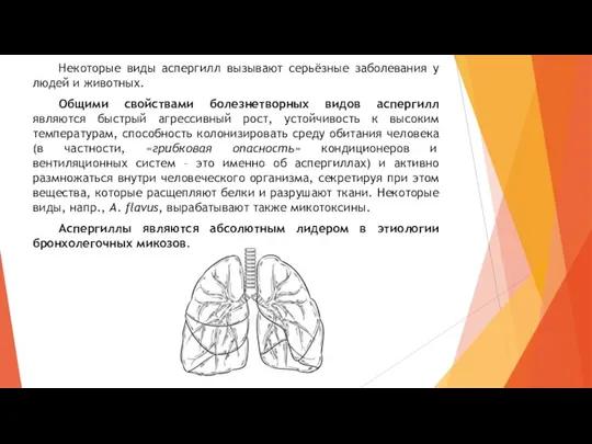 Некоторые виды аспергилл вызывают серьёзные заболевания у людей и животных. Общими