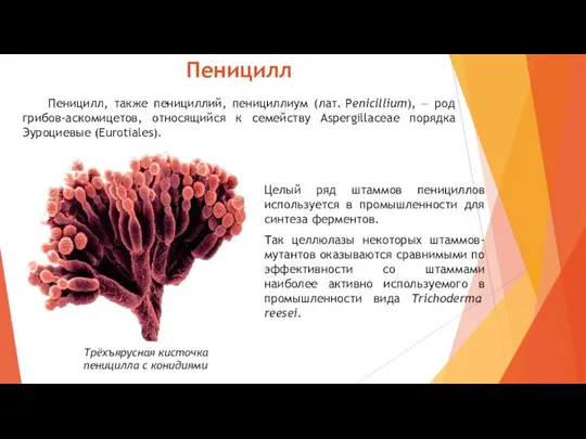 Пеницилл Пеницилл, также пенициллий, пенициллиум (лат. Penicillium), — род грибов-аскомицетов, относящийся