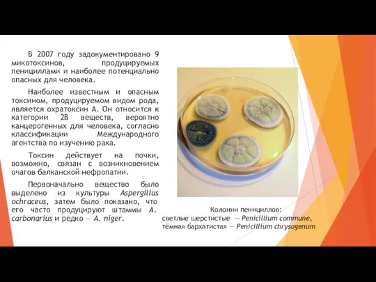 В 2007 году задокументировано 9 микотоксинов, продуцируемых пенициллами и наиболее потенциально