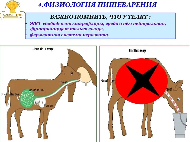 4.ФИЗИОЛОГИЯ ПИЩЕВАРЕНИЯ ВАЖНО ПОМНИТЬ, ЧТО У ТЕЛЯТ : ЖКТ свободен от