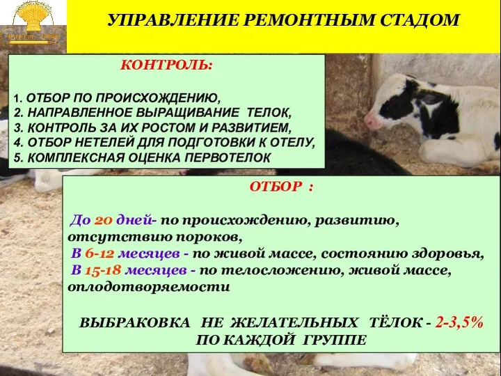 УПРАВЛЕНИЕ РЕМОНТНЫМ СТАДОМ КОНТРОЛЬ: 1. ОТБОР ПО ПРОИСХОЖДЕНИЮ, 2. НАПРАВЛЕННОЕ ВЫРАЩИВАНИЕ