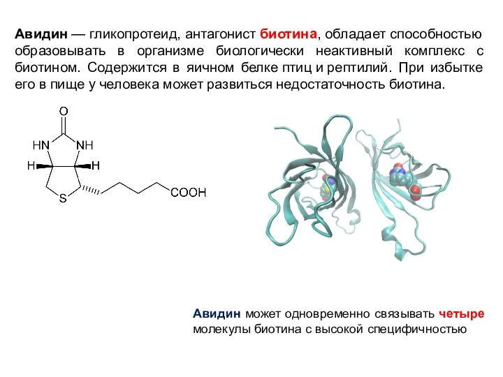 Авидин — гликопротеид, антагонист биотина, обладает способностью образовывать в организме биологически
